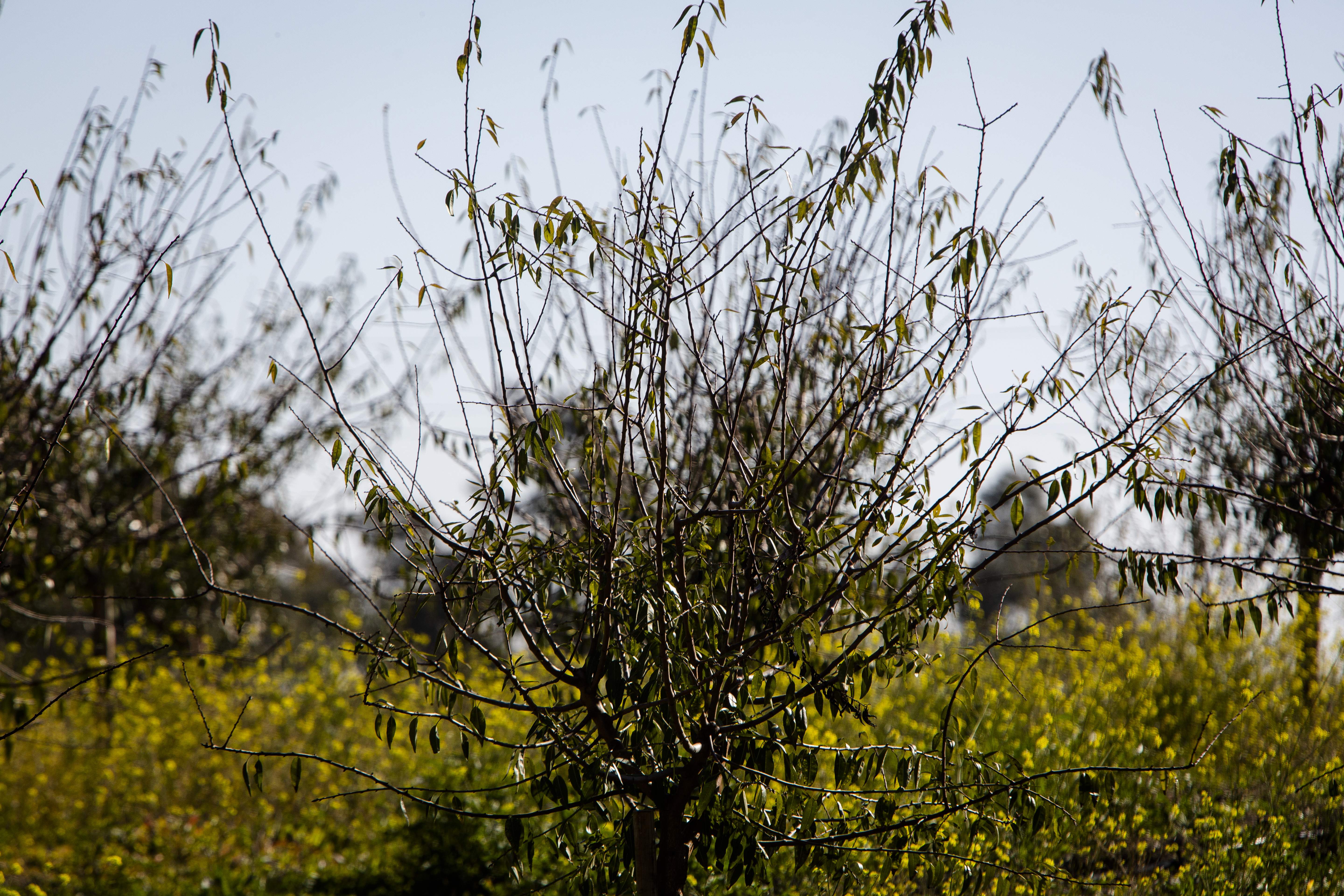 Almendros-Fernando-Ruso-002.jpg