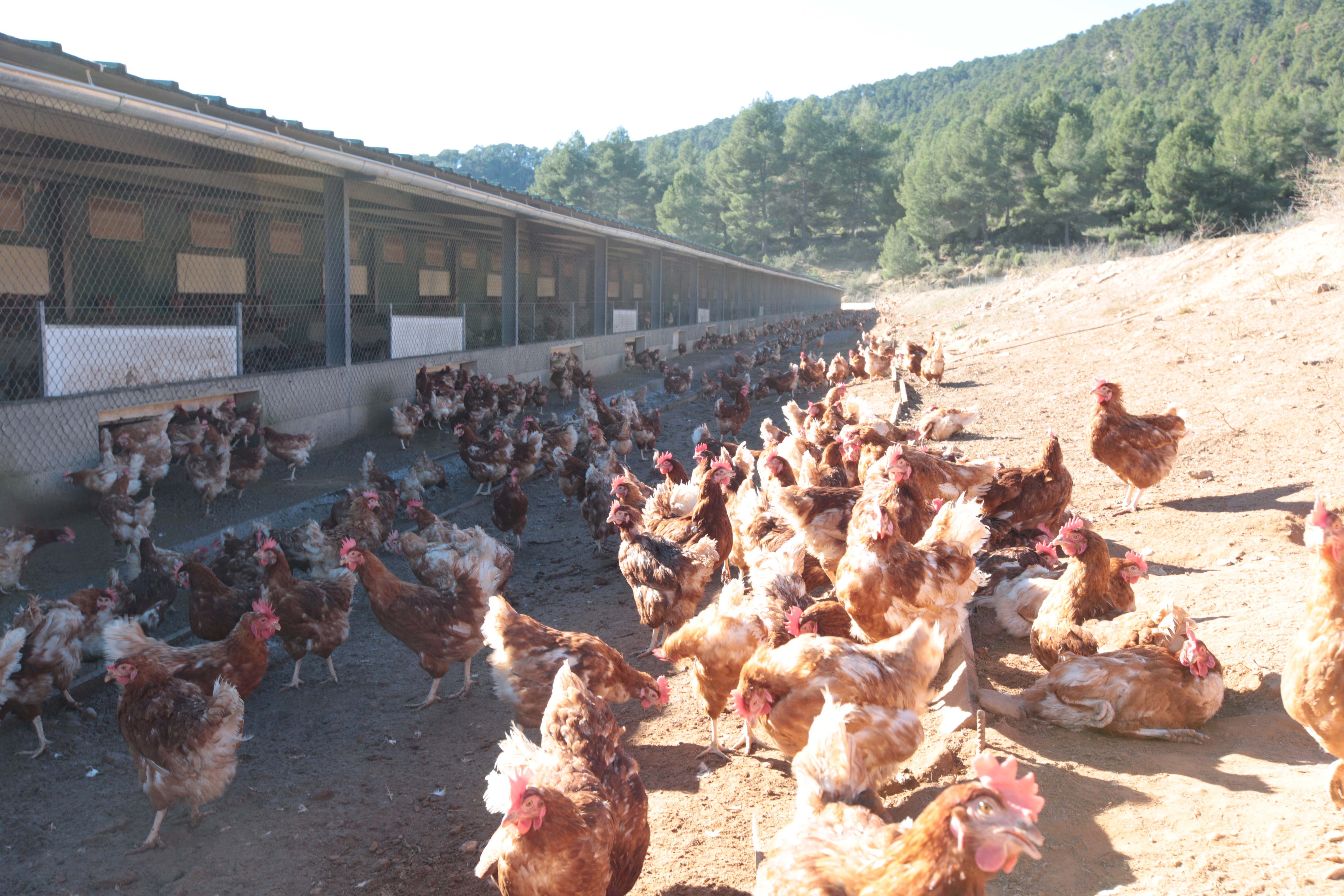 pollo_agotzaina.jpg