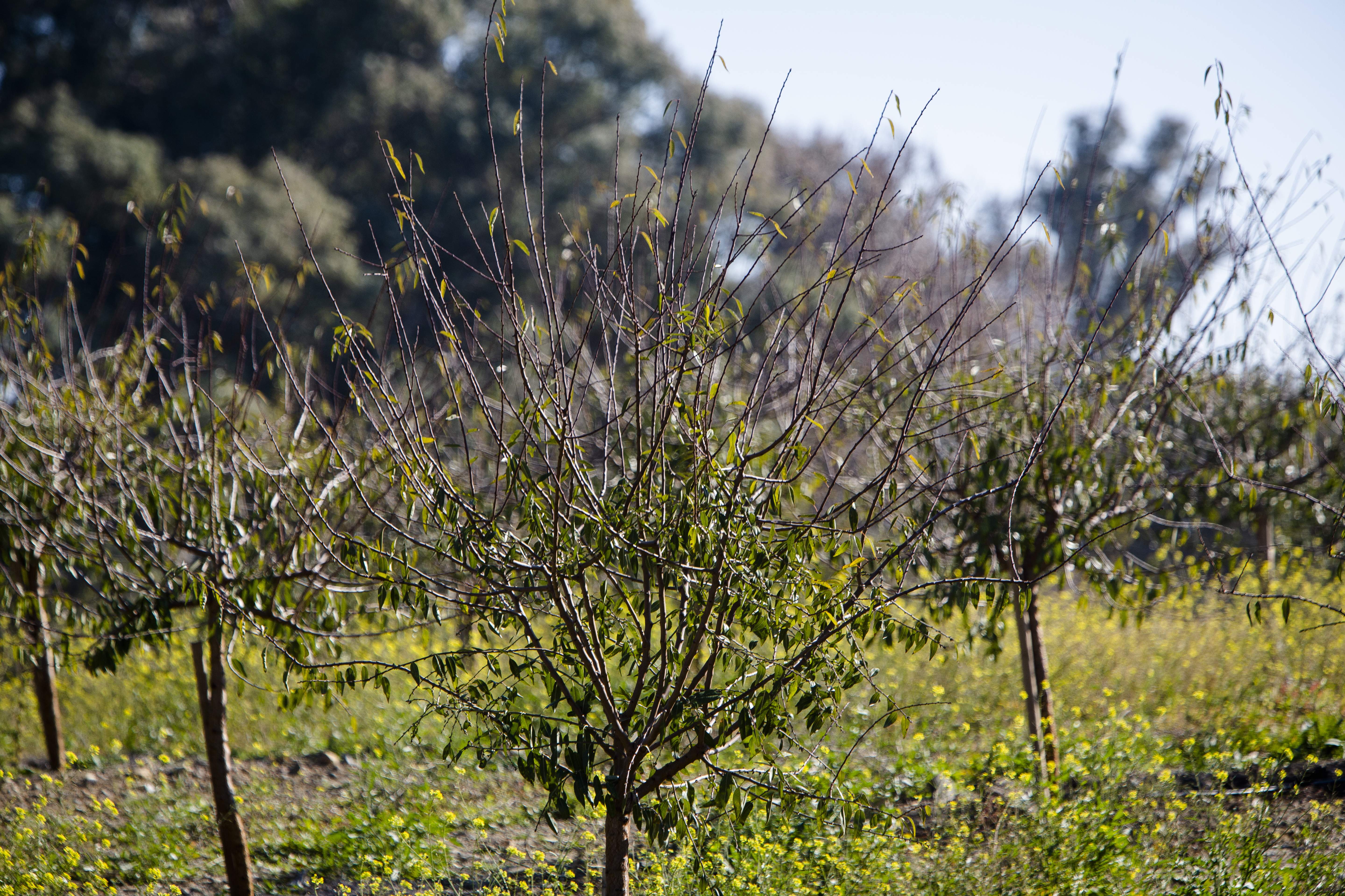 Almendros-Fernando-Ruso-001.jpg