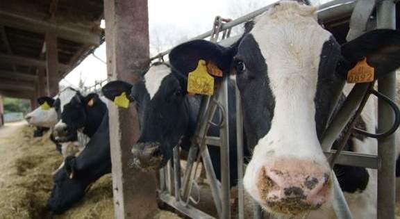 Vacas