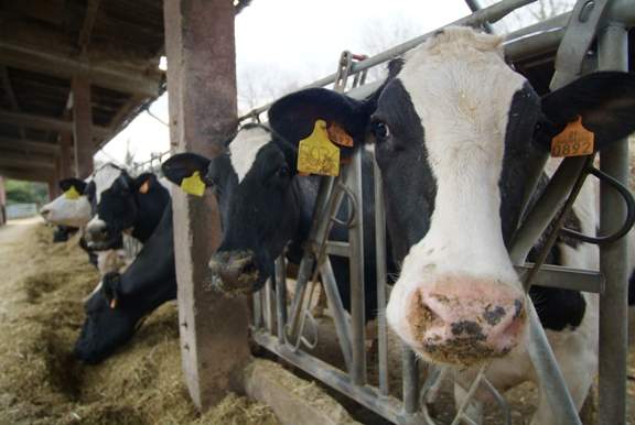 vacas.jpg