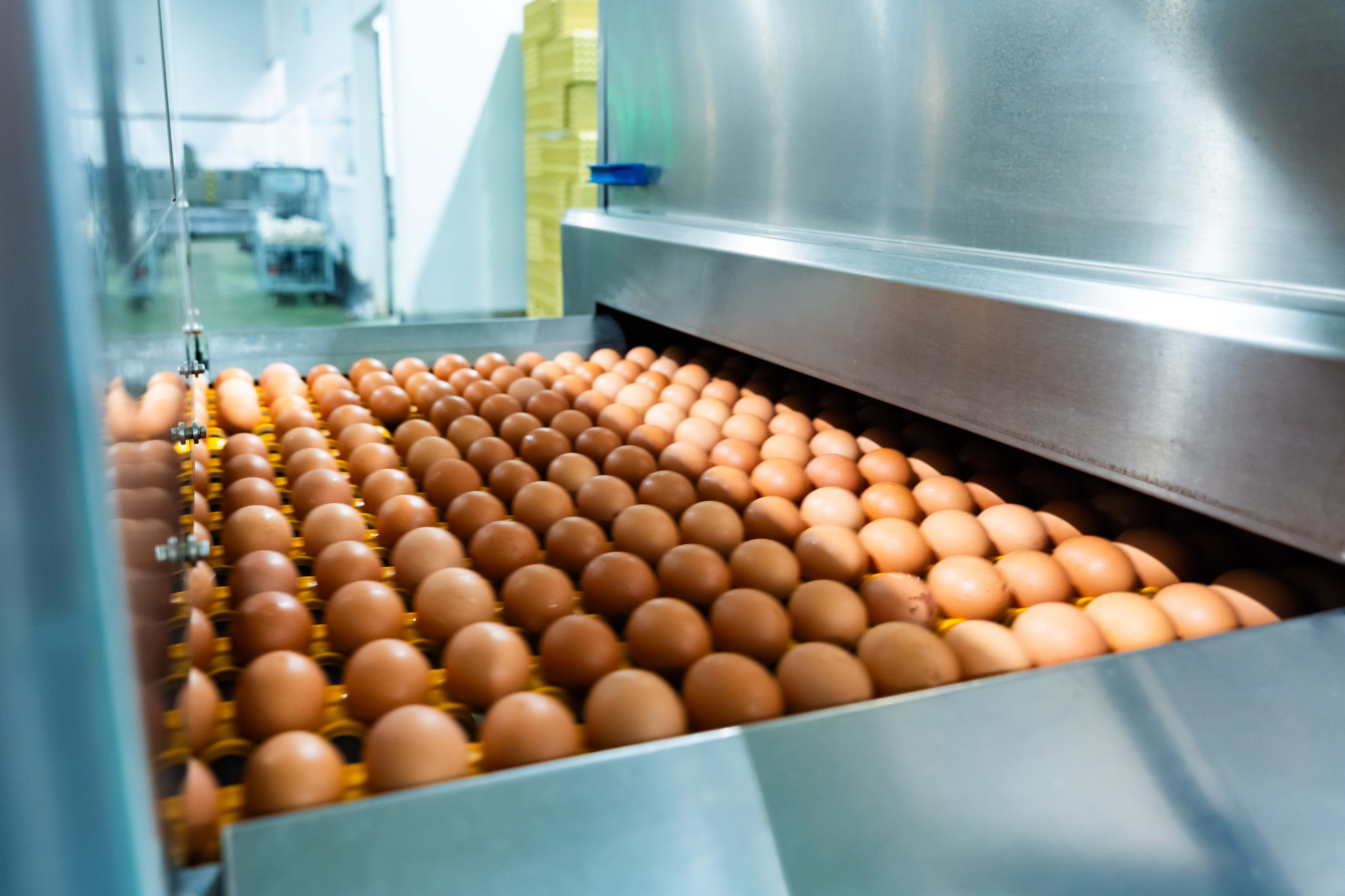 produccion_huevos.jpg
