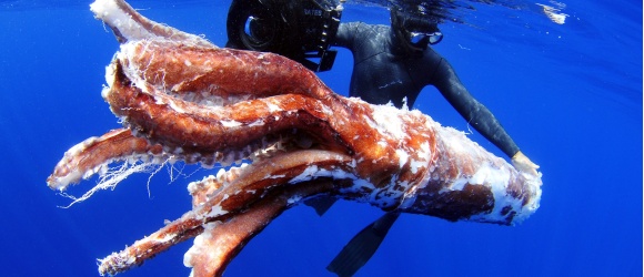 calamar-gigante.jpg