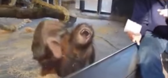 orangutan-risa.jpg