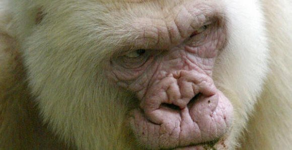 copito-de-nieve-albino-efe.jpg