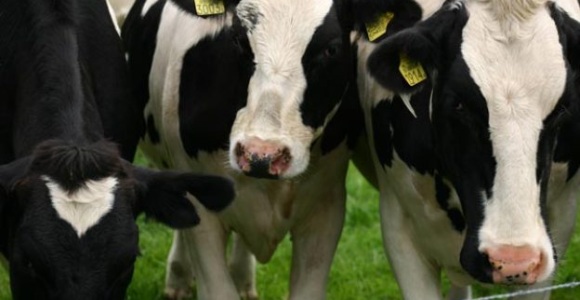 vacas-leche.jpg