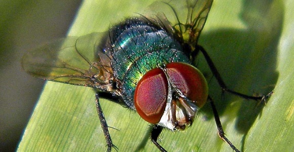 mosca-verde.jpg