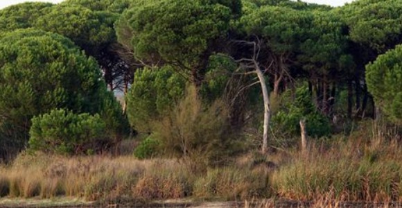 donana-europapress.jpg