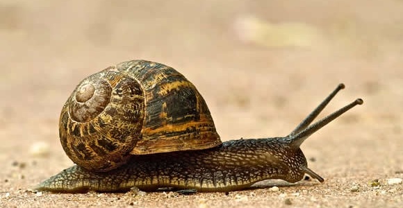caracol-getty.jpg