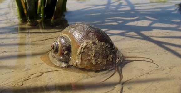 caracol-manzana-efe.jpg