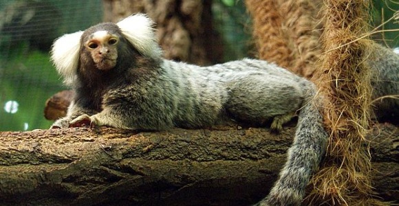 mono-titi.jpg