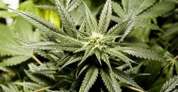 canabis-marihuana-efe.jpg