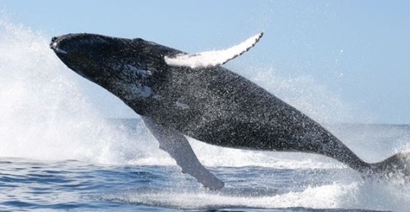 ballena-jorobada-ep.jpg
