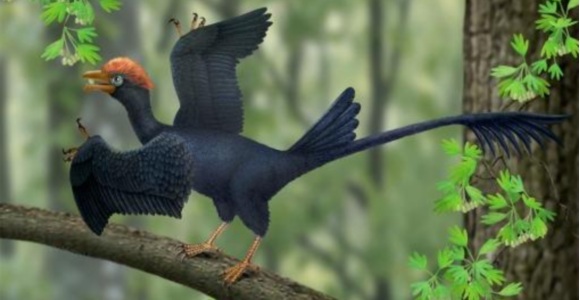 pajaro-primitivo-telan.jpg