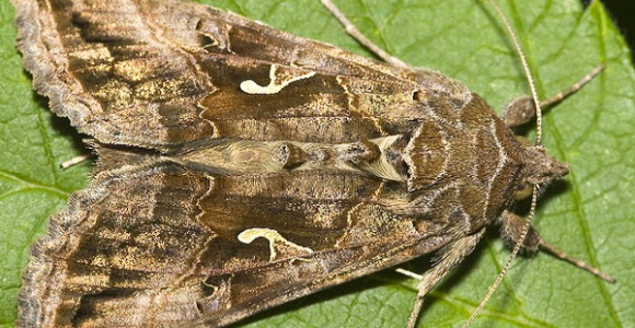polilla-gigante2.jpg