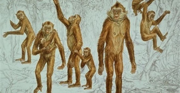 primate-pulgares-icp.jpg