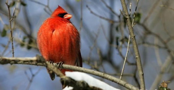 pajaro-efe.jpg