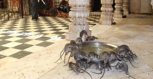 templo-ratas-efe.jpg