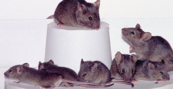 ratones-reuters.jpg