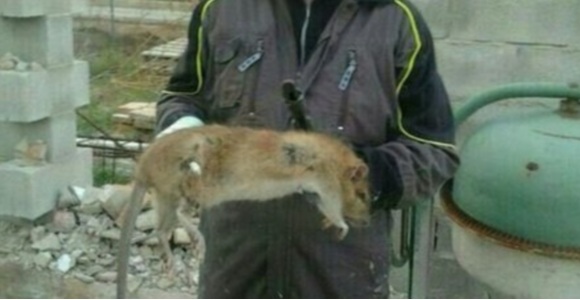 rata-gigante.jpg