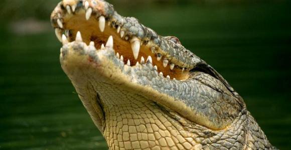 cocodrilos-dientes-efe.jpg