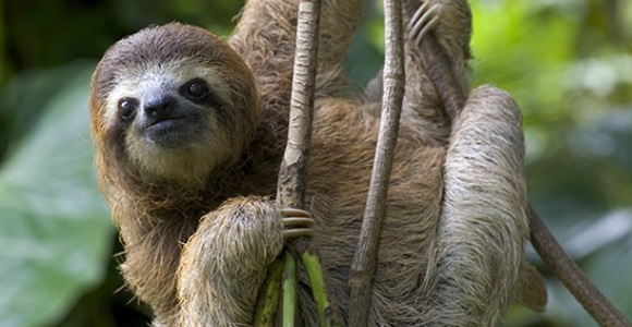 oso-perezoso-getty.jpg