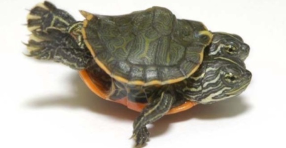 tortuga-dos-cabezas-zoo.jpg