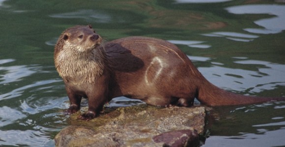 nutria-rio-efe.jpg
