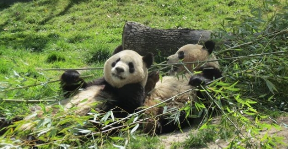 osos-panda-zoo.jpg