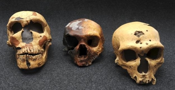 craneo-homosapiens-efe.jpg