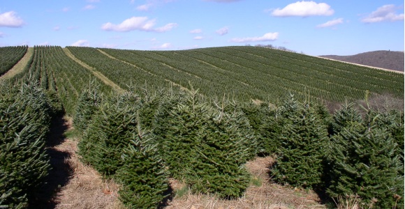 arbol-navidad-wiki.jpg