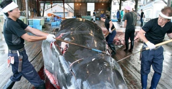 caza-ballenas-japon-efe.jpg