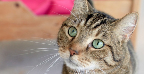 gato-efe.jpg