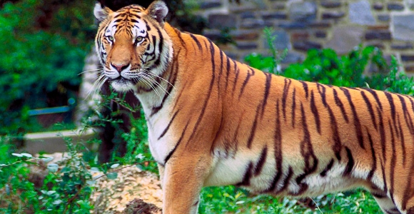 tigre-wikipedia.jpg