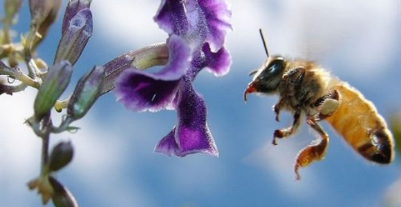 abeja-wikipedia.jpg