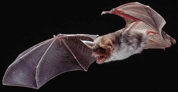 murcielago-raton.jpg