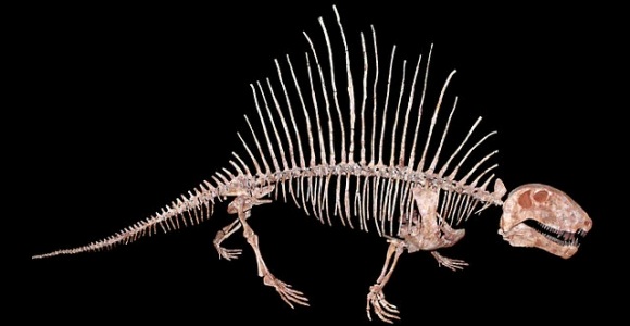 Dimetrodon.jpg