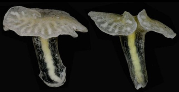 aliens-marinos-plosone.jpg