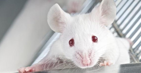 ratones-fotolia.jpg