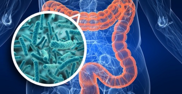 flora-intestinal.jpg