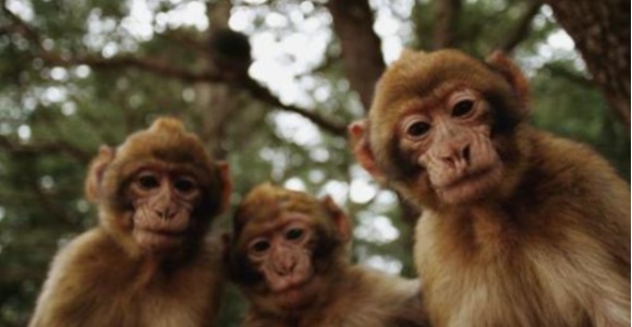 macacos-efe.jpg