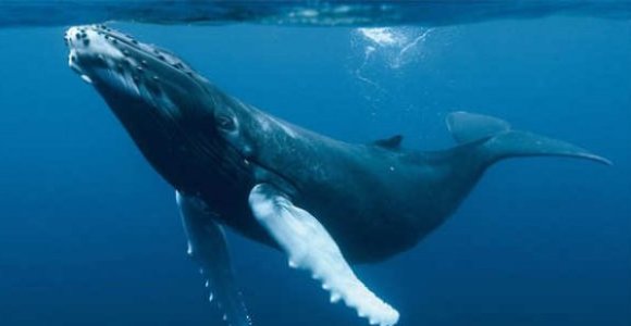 ballena-azul-efe.jpg