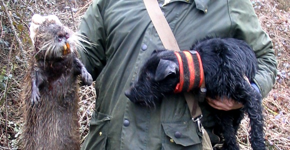 rata-perro-esmateria.jpg