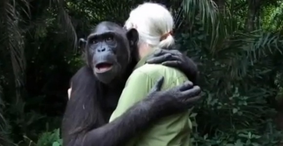 abrazo-chimpance.jpg
