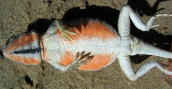 lagarto-vientre-naranja-sinc.jpg