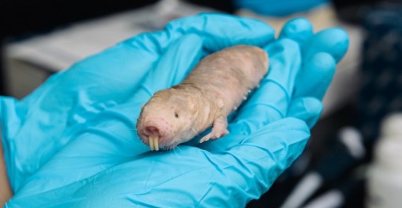 ratopin-rasurado-sin-cancer-esmateria.jpg