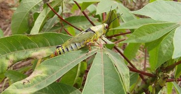 saltamontes-ep.jpg
