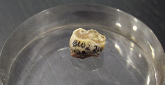 muela-orce-IPHES.jpg