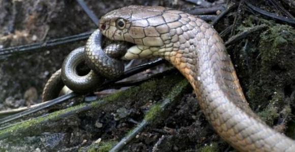 cobra-real-sinc.jpg