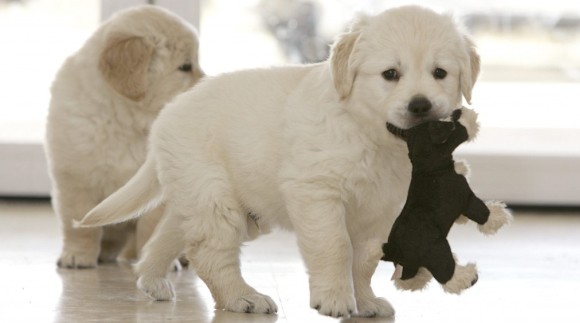 perritos-efe.jpg